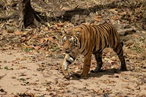 Bengal tiger (Panthera Tigris), Bandhavgarh National Park, Madhya Pradesh, India, Asia