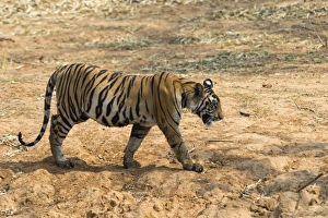 Tiger Prints: Bengal tiger (Panthera tigris tigris), Bandhavgarh National Park, Madhya Pradesh