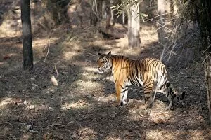 Images Dated 8th March 2010: Bengal tiger, Panthera tigris tigris, Bandhavgarh National Park, Madhya Pradesh, India