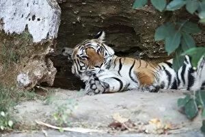 Images Dated 9th March 2010: Bengal tiger, Panthera tigris tigris, Bandhavgarh National Park, Madhya Pradesh, India
