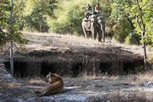 Images Dated 9th March 2010: Bengal tiger, Panthera tigris tigris, Bandhavgarh National Park, Madhya Pradesh, India