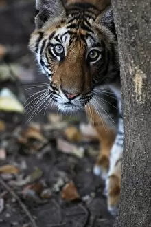 Images Dated 7th March 2010: Bengal tiger, Panthera tigris tigris, Bandhavgarh National Park, Madhya Pradesh, India