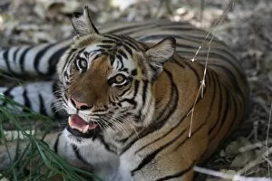 Images Dated 8th March 2010: Bengal tiger, Panthera tigris tigris, Bandhavgarh National Park, Madhya Pradesh, India