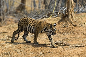 Tiger Prints: A Bengal tiger (Panthera tigris tigris) walking, Bandhavgarh National Park, Madhya Pradesh