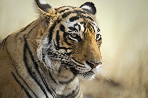 Big Cat Prints: Bengal tiger, Ranthambhore National Park, Rajasthan, India, Asia