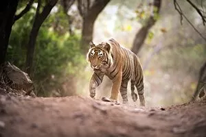 Animals: Bengal tiger, Ranthambhore National Park, Rajasthan, India, Asia
