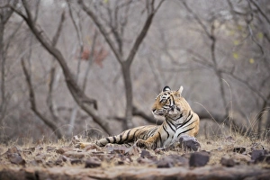 Bengal tiger, Ranthambhore National Park, Rajasthan, India, Asia