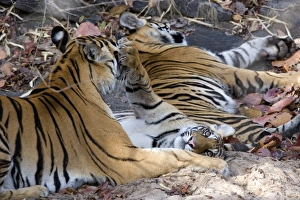 Tiger Prints: Bengal tigers