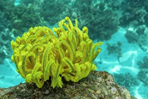 Bangka Island Prints: Bennett's feather star (Oxycomanthus bennetti)