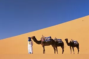 Moroccan Gallery: Berber camel leader with three camels in Erg Chebbi sand dunes