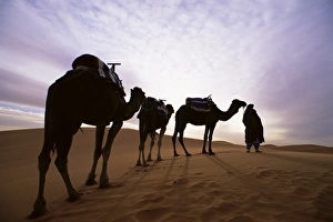 Berber camel leader with three camels in Erg Chebbi sand sea