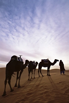 Berber camel leader with three camels in Erg Chebbi sand sea