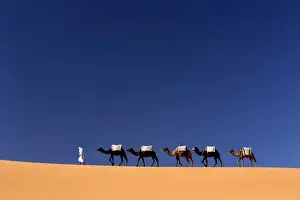 Erg Chebbi Prints: Berber man leading a train of camels over the orange sand dunes of the Erg Chebbi sand sea