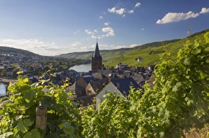 Grapevine Prints: Bernkastel-Kues, Rhineland-Palatinate, Germany, Europe
