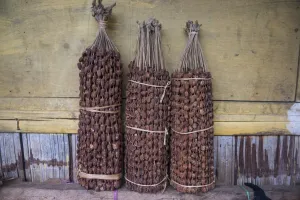 Maubisse Prints: Betel nut (Areca catechu) for sale in a market in Maubisse, East Timor, Southeast Asia