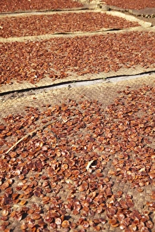 Kampong Cham Prints: Betel nut drying in the sun, Kampong Cham, Cambodia, Indochina, Southeast Asia, Asia