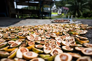 Indonesian Prints: Betel nuts being sold in Pulua Weh, Sumatra, Indonesia, Southeast Asia