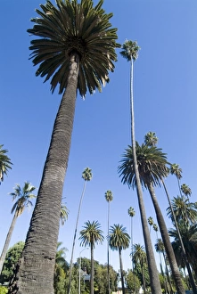 Beverly Hills Prints: Beverly Drive