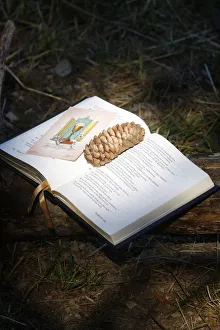 Images Dated 23rd August 2009: Bible with pine cone, Haute Savoie, France, Europe