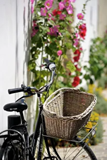 Flowers Prints: Bicycle with basket and hollyhocks, Ars-en-Re, Ile de Re, Charente-Maritime