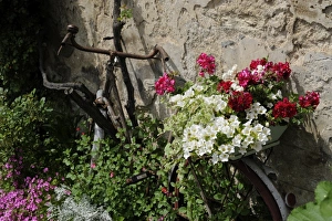 Rusted Prints: Bicycle decorated with flowers, Brantome, Dordogne, France, Europe