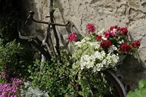 Images Dated 18th May 2009: Bicycle decorated with flowers, Brantome, Dordogne, France, Europe