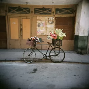 Contrast Collection: Bicycle with flowers in basket, Havana Centro, Havana, Cuba, West Indies, Central America
