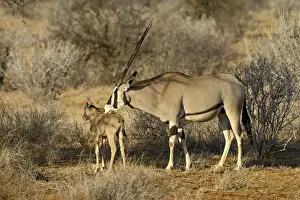Samburu Prints: Biesa oryx or East African oryx (Oryx beisa) mother and calf