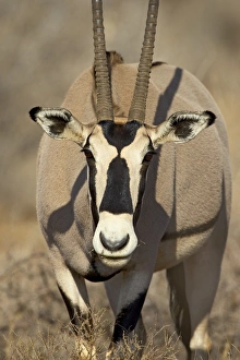 Samburu Prints: Biesa oryx (Oryx beisa)