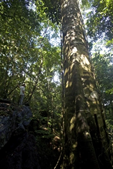 Everglades Prints: A big banyan in the jungle around the everglades of Kaw, French Guiana, South America