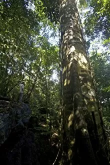 Images Dated 5th December 2009: A big banyan in the jungle around the everglades of Kaw, French Guiana, South America