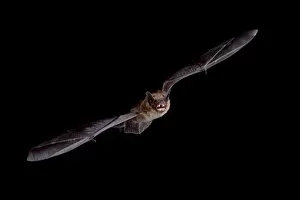 Images Dated 28th August 2010: Big brown bat (Eptesicus fuscus) in flight, in captivity, Hidalgo County