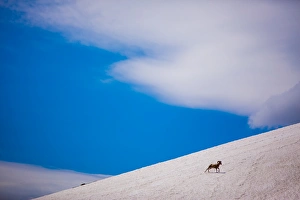 Montana Prints: Big horn sheep, Glacier National Park, Montana, United States of America, North America
