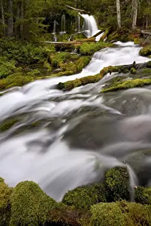 Washington Prints: Big Spring Creek Falls, Gifford Pinchot National Forest