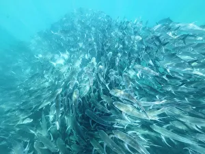 Amazing Prints: Bigeye Trevally (Caranx sexfasciatus)