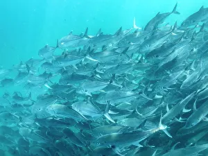 Fishes Prints: Bigeye Trevally (Caranx sexfasciatus)