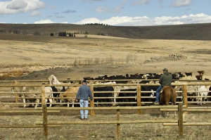 Images Dated 3rd October 2007: Bighorn Mountains, Wyoming, United States of America, North America