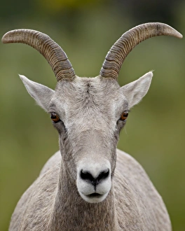 Images Dated 13th August 2008: Bighorn sheep (Ovis canadensis) ewe, Waterton Lakes National Park, Alberta