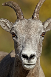 Bighorn sheep (Ovis canadensis) ewe, Peter Lougheed Provincial Park, Kananaskis Country, Alberta, Canada, North America