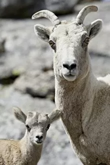 Bighorn sheep (Ovis canadensis) ewe and lamb, Mount Evans, Colorado, United States of America
