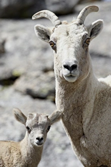 Bighorn sheep (Ovis canadensis) ewe and lamb, Mount Evans, Colorado Bighorn sheep (Ovis canadensis) ewe and lamb, Mount Evans, Colorado