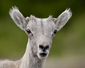 Images Dated 13th August 2008: Bighorn sheep (Ovis canadensis) lamb, Waterton Lakes National Park, Alberta