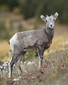 Bighorn sheep (Ovis canadensis) lamb, Peter Lougheed Provincial Park, Kananaskis Country
