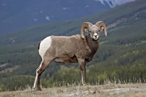 Images Dated 30th September 2009: Bighorn Sheep (Ovis canadensis) ram, Jasper National Park, UNESCO World Heritage Site