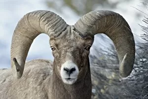 Images Dated 2nd March 2008: Bighorn Sheep (Ovis canadensis) ram, Yellowstone National Park, Wyoming