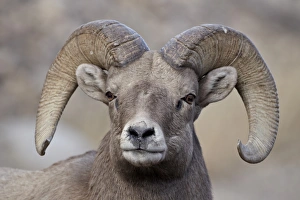 Bighorn sheep (Ovis canadensis) ram durng the rut, Clear Creek County, Colorado, United States of America, North America