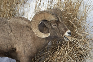 Horn Prints: Bighorn sheep (Ovis canadensis) ram eating in the winter