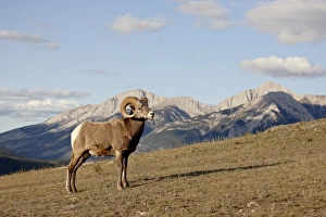 Images Dated 30th September 2009: Bighorn sheep (Ovis canadensis) ram in its environment, Jasper National Park