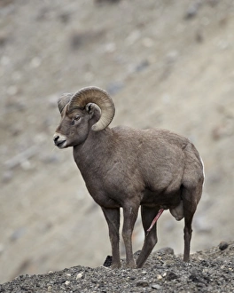 Horn Prints: Bighorn sheep (Ovis canadensis) ram with an erection during the rut