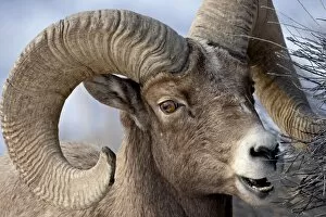 Bighorn Sheep (Ovis canadensis) ram feeding, Yellowstone National Park